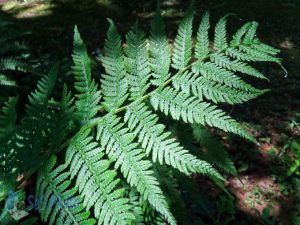 Summer Fern