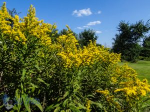 Late Summer Yellow