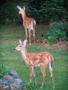 Playful Fawns