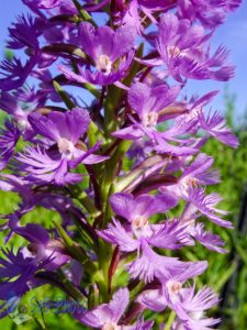 Lesser Purple Fringed Orchid