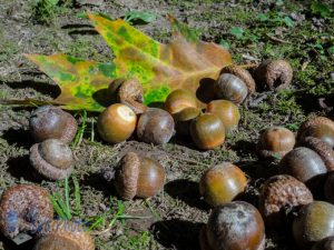 Extra Acorns