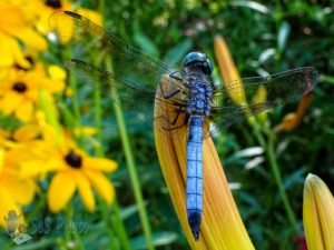 A Blue Dasher