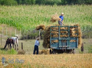 Loading Oats Bundles