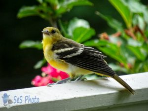 Young Oriole Set to Take Off