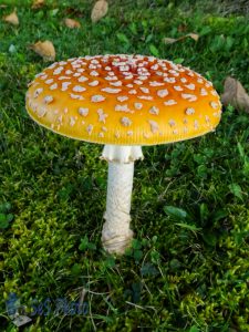 Colorful Mushroom