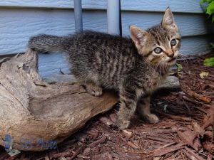 Wandering Kitten