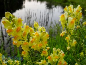 Yellow Toadflax