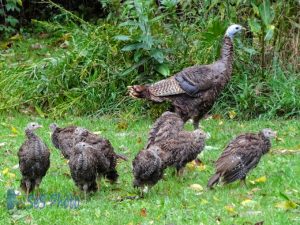 Young Turkeys