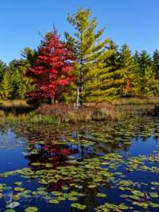 Patch of Color Reflecting