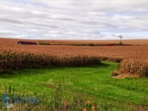 Corn Waiting for Harvest