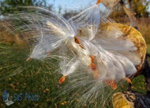 Milkweed Seeds