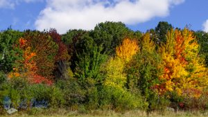 Autumn Sunshine