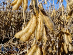 Soybean Pods