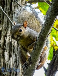 Chattering Squirrel