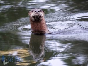 River Otter