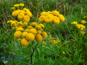 Common Tansy