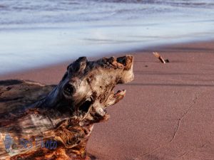 New Driftwood Treasure