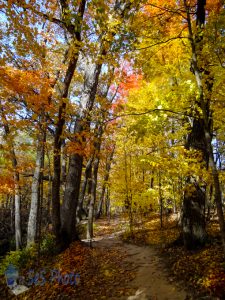 Autumn Path