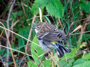 Yellow-rump Warbler