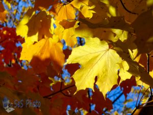 Yellow Leaf