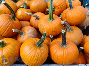 Pile of Pumpkins