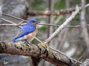 Bluebird Hanging Around