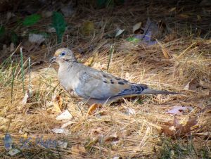 Dove in the Needles