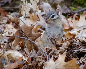 Not Saintly Chipmunk