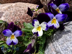 Hardy Violas