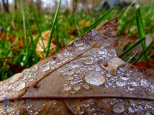 Wet Oak Leaf