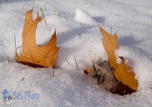 Snow Leaves