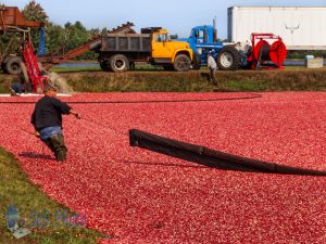 Cranberries for Thanksgiving