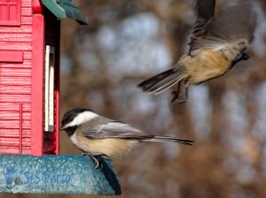 Chickadees Stocking Up