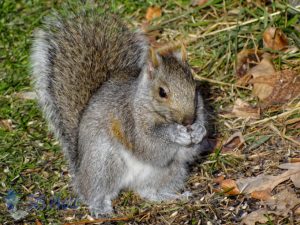 Seed Eating Squirrel