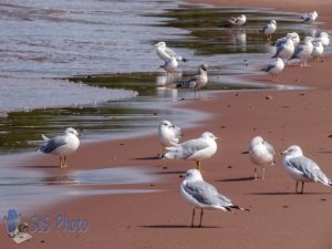 Seagulls on the Sand