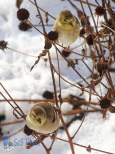 Eating Seed Heads