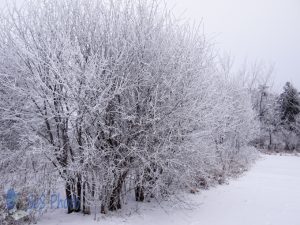 Flocked Trees