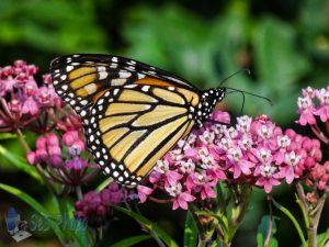 Monarch on Milkweed