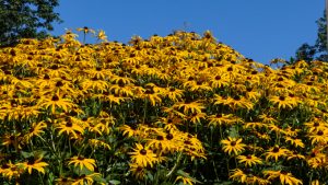 Summertime Susans