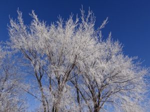 Frost in the Sunshine