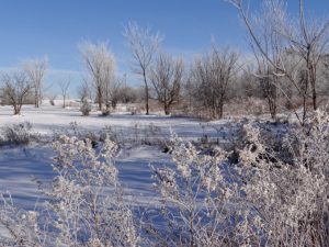 Frosty Day