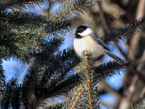 Sunny Chickadee