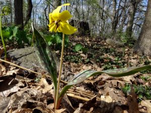 Yellow Adder's Tongue