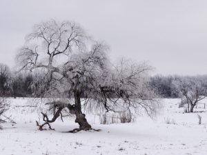 Winter White