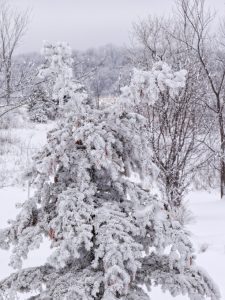 Charlie Brown Christmas Tree