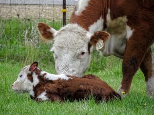 Newborn Calf in Spring