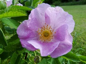 Wild Rose Wait