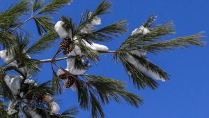 Chilly Pine Cones