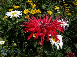 Colorful Summer Flowers