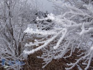 Pointy Frost